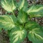 1 Live Potted Plant Hosta Lakeside Paisley Print 2.5" Pot