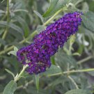 1 Live Potted Plant Bush Buddleia Dark Dynasty Plant 2.5" Pot