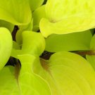 1 Live Potted Plant Hosta Fire Island Plant 2.5" Pot