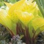 1 Live Potted Plant Hosta Fire Island Plant 2.5" Pot
