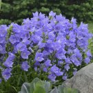 1 Live Potted Plant Sun Campanula Takion Blue Persicifolia Bellflower Plant 2.5" Pot