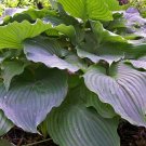 1 Live Potted Plant Hosta Komodo Dragon Plant 2.5" Pot