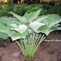 1 Live Potted Plant Hosta Komodo Dragon Plant 2.5" Pot