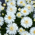 1 Live Potted Plant Chrysanthemum Mt Hood New Double Mum Shasta Plant 2.5" Pot