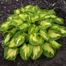 1 Live Potted Plant Hosta Etched Glass Plant 2.5" Pot