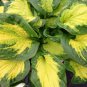 1 Live Potted Plant Hosta Etched Glass Plant 2.5" Pot