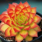 1 Live Potted Plant Sun Sempervivum Gold Nugget Plant 2" Pot