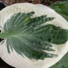 1 Live Potted Plant Hosta Barbara Ann Plant 2.5" Pot Large Special Blue White Unique