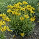 1 Live Potted Plant Sun Coreopsis Sunkiss Grandiflora New Tickseed Plant 2.5" Pot