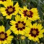 1 Live Potted Plant Sun Coreopsis Sunkiss Grandiflora New Tickseed Plant 2.5" Pot