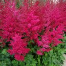 1 Live Potted Plant Astilbe Heavy Metal Plant 2.5" Pot