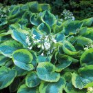 1 Live Potted Plant Hosta Frances Williams Plant 2.5" Pot