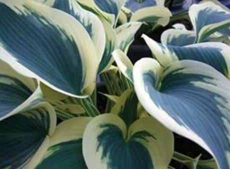 1 Live Potted Plant Hosta Blue Ivory Plant 2.5" Pot