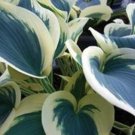 1 Live Potted Plant Hosta Blue Ivory Plant 2.5" Pot