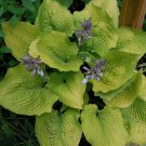1 Live Potted Plant Hosta Coast To Coast Plant 2.5" Pot