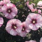 1 Live Potted Plant Bush Hibiscus Cherry Choco Latte Pink Hardy Plant 2.5" Pot
