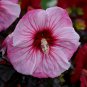 1 Live Potted Plant Bush Hibiscus Cherry Choco Latte Pink Hardy Plant 2.5" Pot