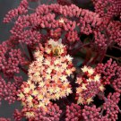 1 Live Potted Plant Sedum Conga Line Plant 2.5" Pot New Strong Easy Drought Tolerant