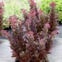 1 Live Potted Plant Sedum Conga Line Plant 2.5" Pot New Strong Easy Drought Tolerant