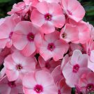 1 Live Potted Plant Phlox Sweet Summer Queen PaniculataPlant 2.5" Pot