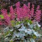 1 Live Potted Plant Heuchera Dolce Spearmint New Mint Coral Bells Plant 2.5" Pot