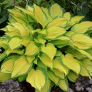 1 Live Potted Plant Hosta Island Breeze Small Red Yellow Plant 2.5" Pot