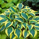1 Live Potted Plant Hosta Autumn Frost Small Thick Blue Plant 2.5" Pot
