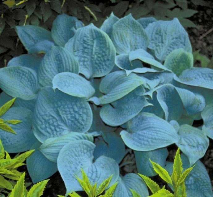 1 Live Potted Plant Hosta Fragrant Blue Plant 2.5" Pot