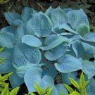 1 Live Potted Plant Hosta Fragrant Blue Plant 2.5" Pot