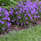 1 Live Potted Plant Sun Campanula Violet Teacups Carpatica Bellflower Plant 2.5" Pot