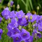 1 Live Potted Plant Sun Campanula Violet Teacups Carpatica Bellflower Plant 2.5" Pot