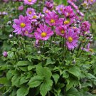 1 Live Potted Plant Sun Anemone Curtain Call Deep Rose Japanese Pink Plant 2.5" Pot