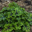 1 Live Potted Plant Heuchera Family Fingerpaint Hybrid Tiarella Plant 2.5" Pot