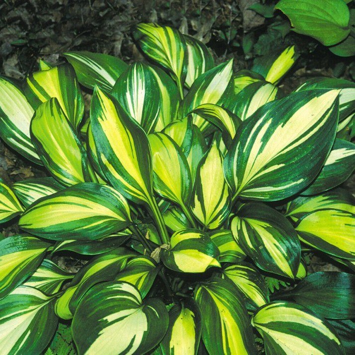 1 Live Potted Plant Hosta Rainbow's End Small Shiny Plant 2.5" Pot