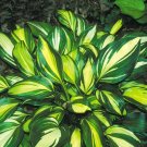 1 Live Potted Plant Hosta Rainbow's End Small Shiny Plant 2.5" Pot