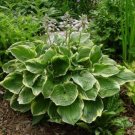 1 Live Potted Plant Hosta Christmas Tree Plant 2.5" Pot