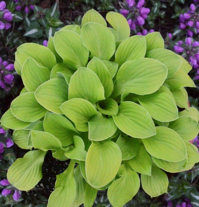 1 Live Potted Plant Hosta Sun Mouse Mini Gold Yellow Thick Plant 2.5" Pot