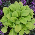 1 Live Potted Plant Hosta Sun Mouse Mini Gold Yellow Thick Plant 2.5" Pot