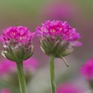 1 Live Potted Plant Sun Armeria Bloodstone Maritima Sea Pink Plant 2.5" Pot