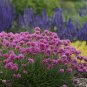 1 Live Potted Plant Sun Armeria Bloodstone Maritima Sea Pink Plant 2.5" Pot