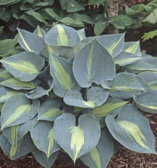 1 Live Potted Plant Hosta Touch Of Class Plant 2.5" Pot