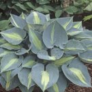 1 Live Potted Plant Hosta Touch Of Class Plant 2.5" Pot