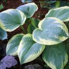 1 Live Potted Plant Hosta Robert Frost Large Big Classic Plant 2.5" Pot