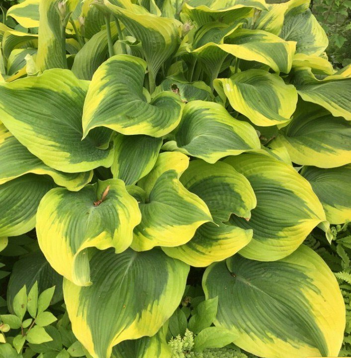1 Live Potted Plant Hosta Atlantis Large Rippled Wavy Gold Giant Big Plant 2.5" Pot
