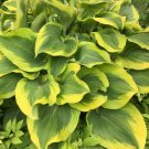 1 Live Potted Plant Hosta Atlantis Large Rippled Wavy Gold Giant Big Plant 2.5" Pot