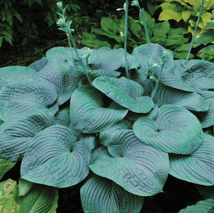 1 Live Potted Plant Hosta Humpback Whale Large Big Giant Blue Healthy Plant 2.5" Pot