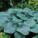 1 Live Potted Plant Hosta Humpback Whale Large Big Giant Blue Healthy Plant 2.5" Pot