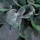 1 Live Potted Plant Hosta Big Daddy Large Blue Thick Corrugated Blue Plant 2.5" Pot
