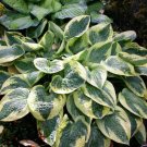 1 Live Potted Plant Hosta Wide Brim Plant 2.5" Pot