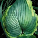 1 Live Potted Plant Hosta Spartacus Plant 2.5" Pot